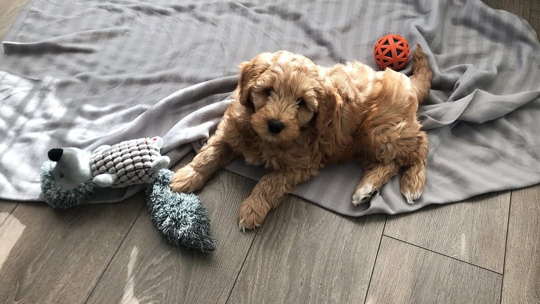 Ashley Female 11 WEEKS OLD F1B MINI GOLDEN DOODLE