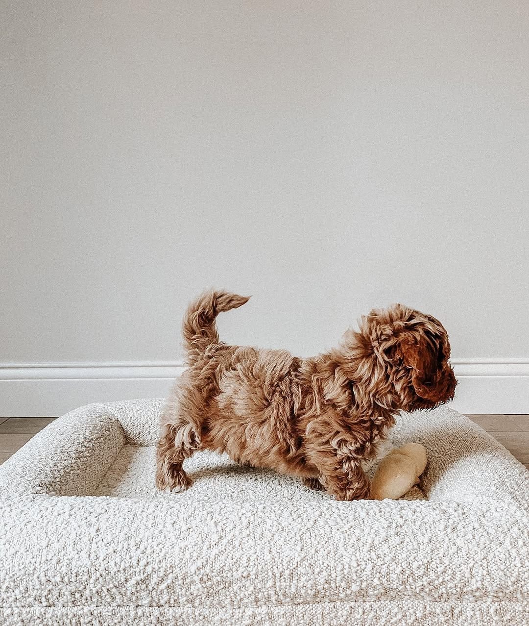 Dusk Male 10 WEEKS OLD F1B MINI GOLDEN DOODLE