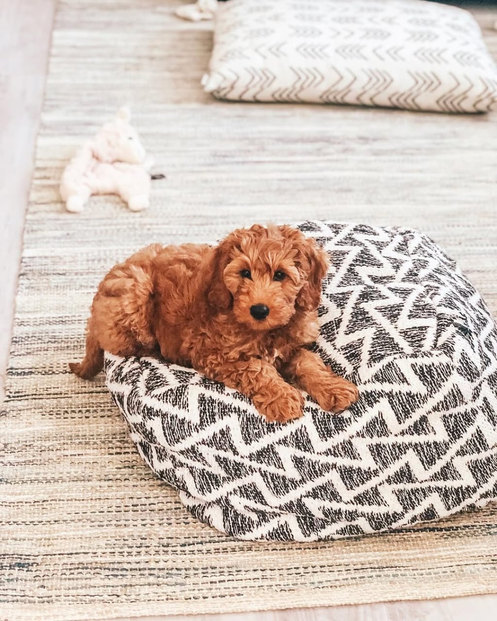 Nesta Female 12 WEEKS OLD F1B MINI GOLDEN DOODLE