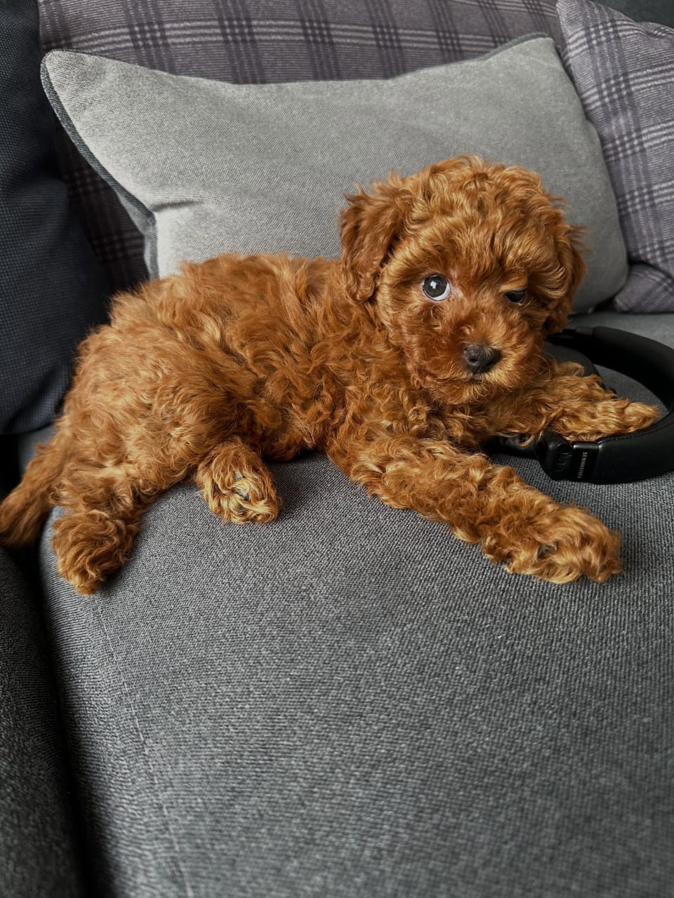 Nina Female 12 WEEKS OLD F1B MINI GOLDEN DOODLE