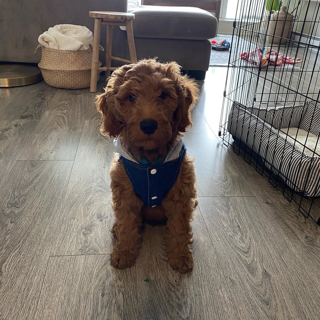 Orion Male 11 WEEKS OLD F1B MINI GOLDEN DOODLE