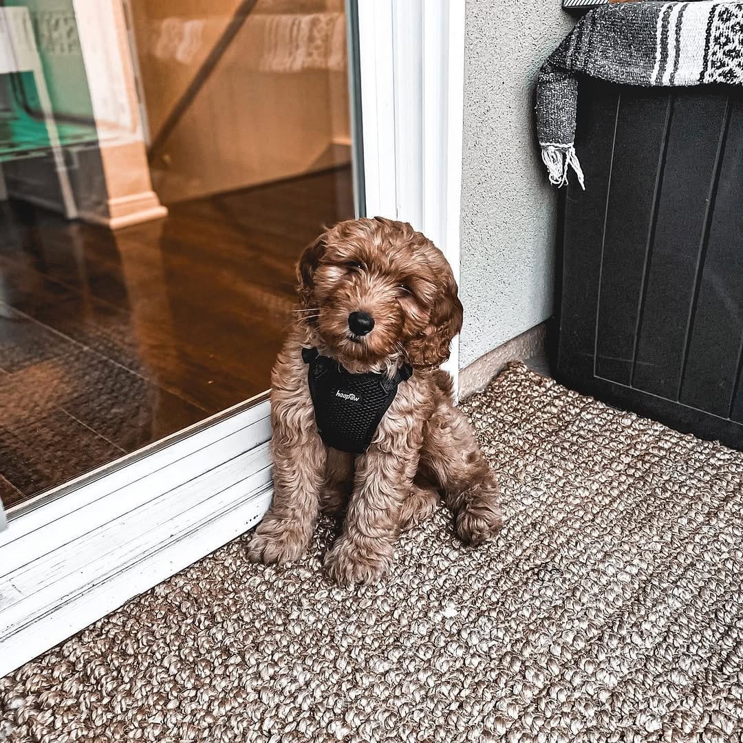 Rory Male 11 WEEKS OLD F1B MINI GOLDEN DOODLE