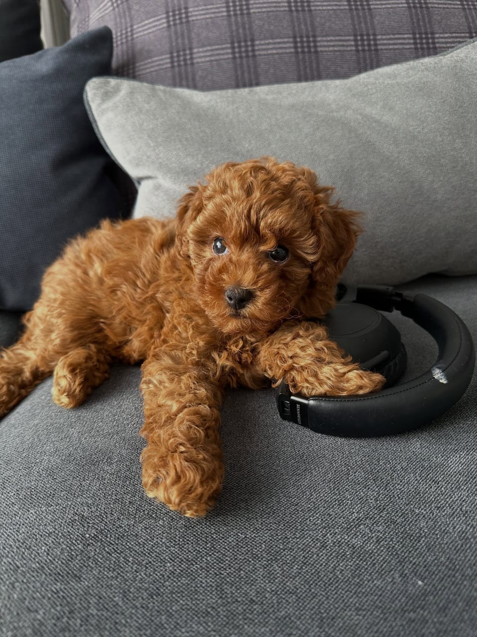 Shadow Male 11 WEEKS OLD F1B MINI GOLDEN DOODLE