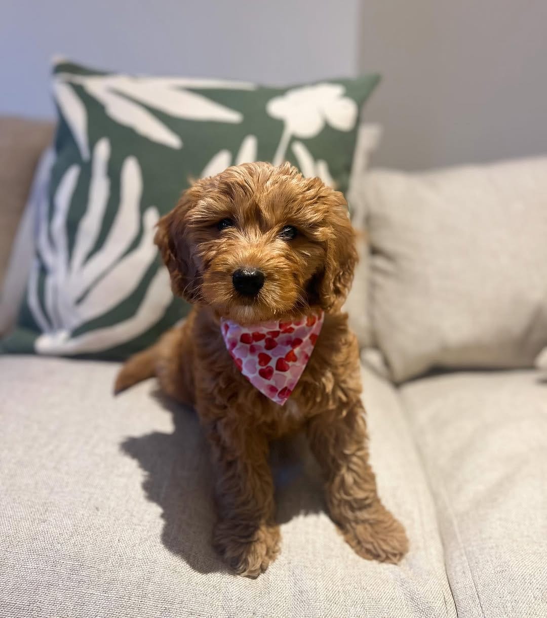 Tiana Female 10 WEEKS OLD F1B MINI GOLDEN DOODLE