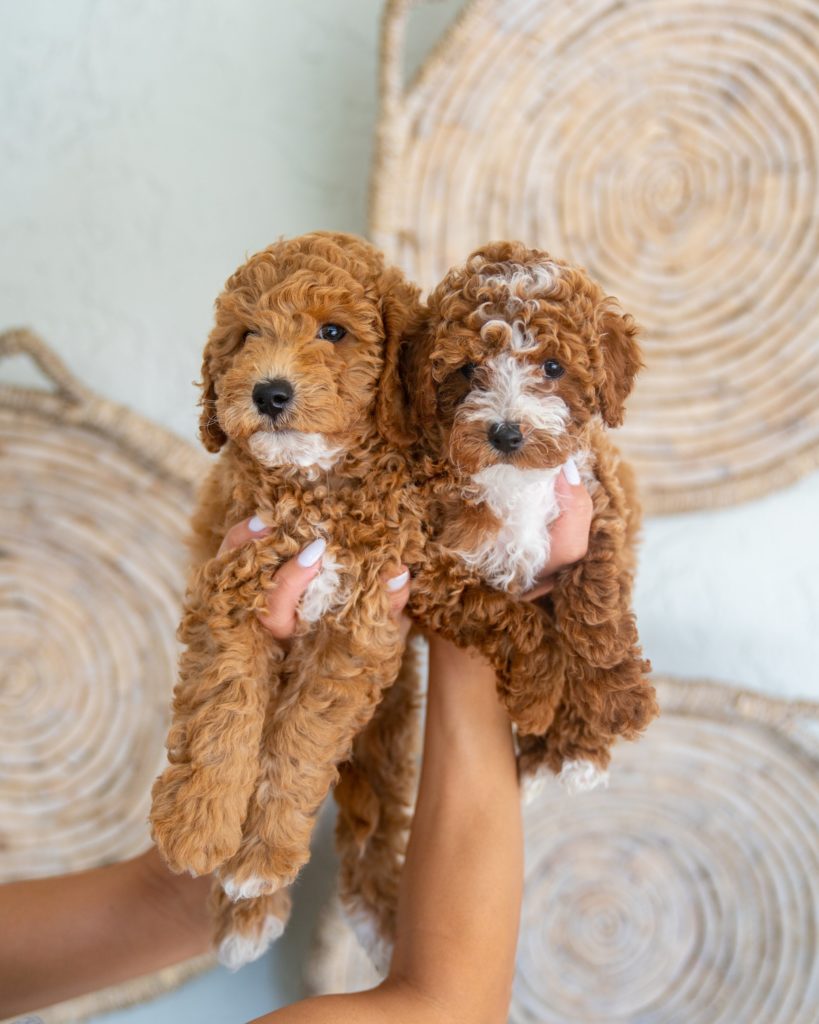 F1B Mini Golden Doodle Puppies Greenville Goldendoodle