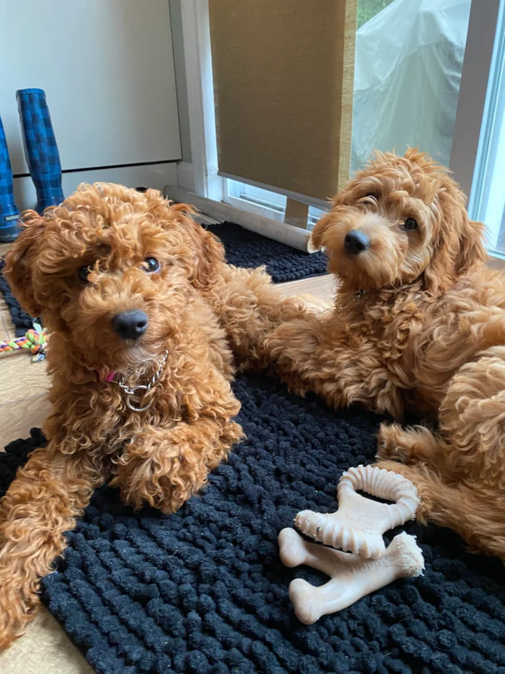 Healthy F1B Mini Golden Doodle Litter in Home Nursery