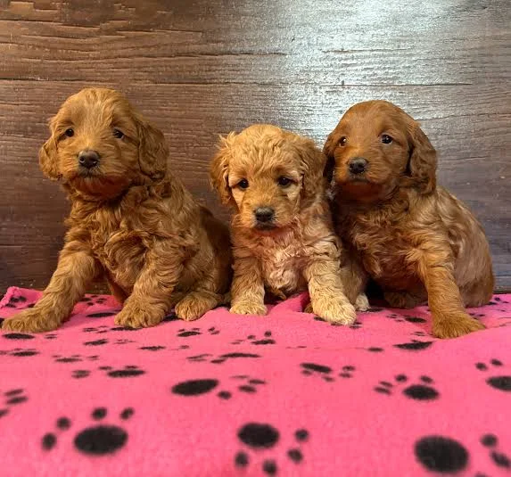 Socialized F1B Mini Golden Doodle Puppies Ready for Homes