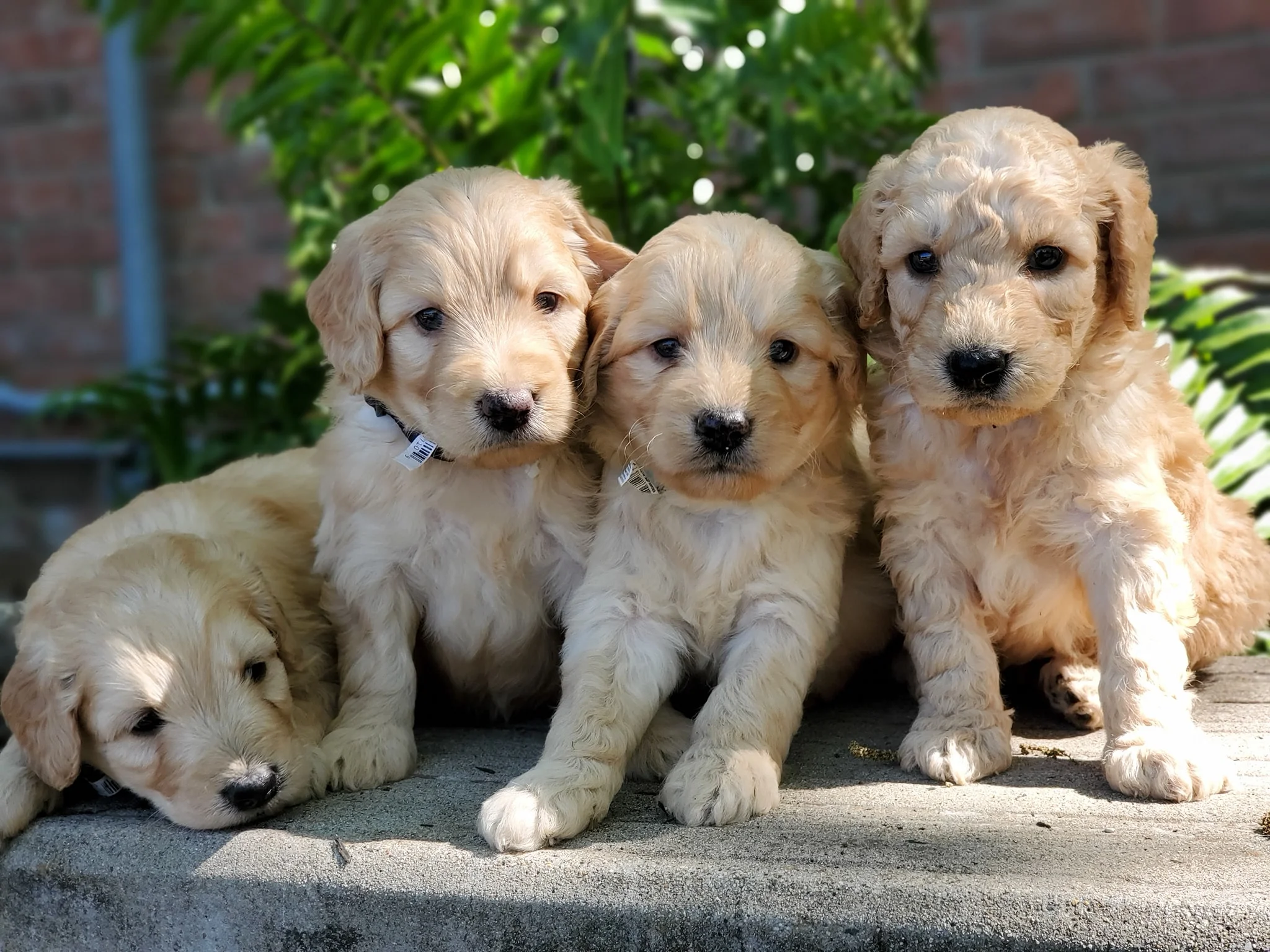 Outdoor Playtime with F1B Mini Golden Doodle Puppies