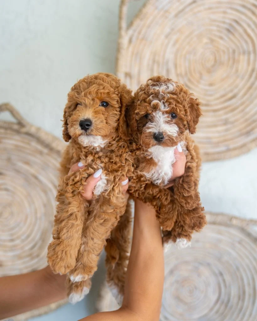 Curly Coat F1B Mini Golden Doodle Puppies USA
